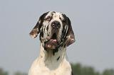 DOGUE ALLEMAND 565